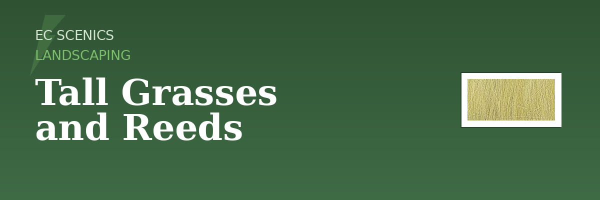 Tall Grasses and Reeds