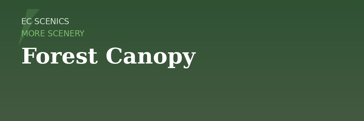 Forest Canopy